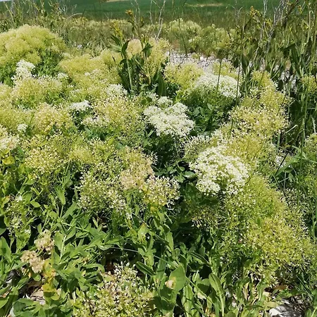 Vakantiehuis 4 Person In Aeroskobing-by Traum *