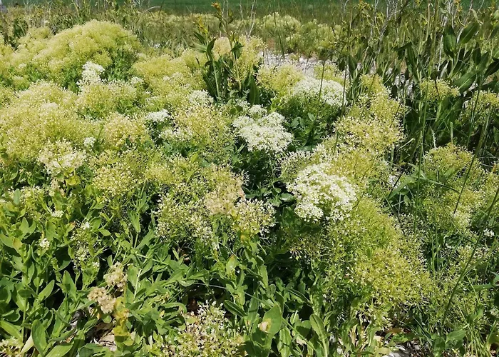 Vakantiehuis 4 Person In Aeroskobing-by Traum *